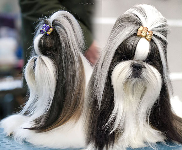 shihtzu_jane1